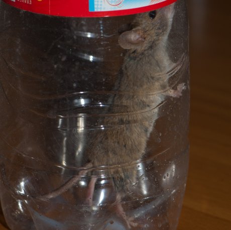 Ловушка для мышей из пластиковой бутылки в огороде. | Klumba-plus | Дзен